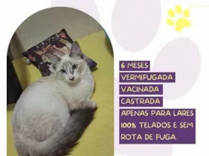 Gato raça SRD-ViraLata idade 1 ano nome Moana