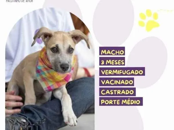 Cachorro ra a SRD-ViraLata idade 2 a 6 meses nome Roger