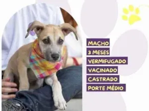 Cachorro raça SRD-ViraLata idade 2 a 6 meses nome Roger