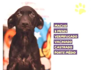 Cachorro raça SRD-ViraLata idade 2 a 6 meses nome Denzel