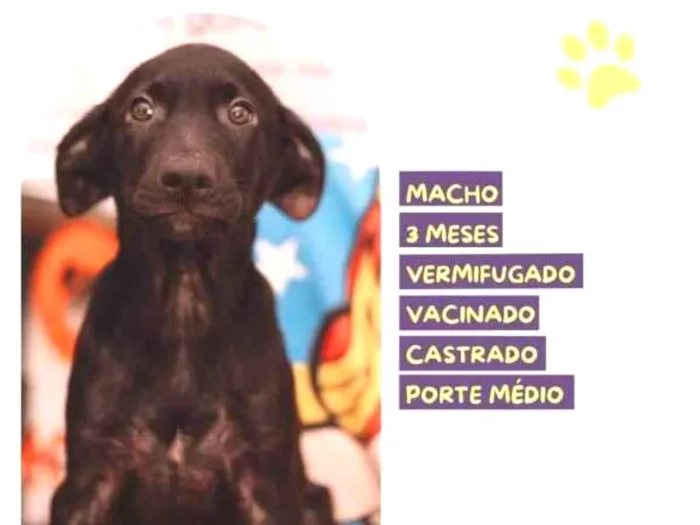 Cachorro ra a SRD-ViraLata idade 2 a 6 meses nome Denzel