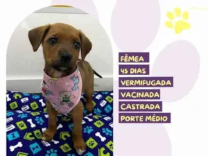 Cachorro raça SRD-ViraLata idade 2 a 6 meses nome Mulan