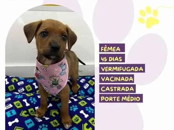 Cachorro ra a SRD-ViraLata idade 2 a 6 meses nome Mulan