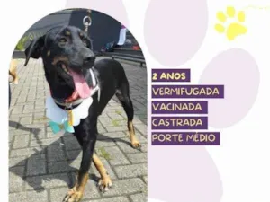 Cachorro raça SRD-ViraLata idade 1 ano nome Belinha