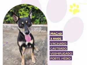 Cachorro raça SRD-ViraLata idade 1 ano nome Stark