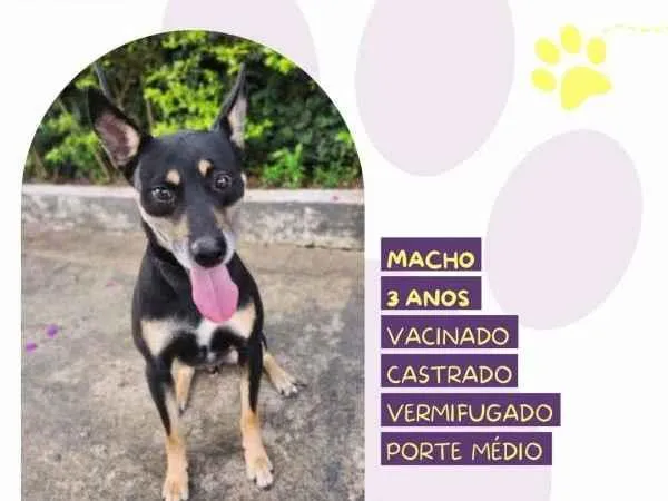 Cachorro ra a SRD-ViraLata idade 1 ano nome Stark