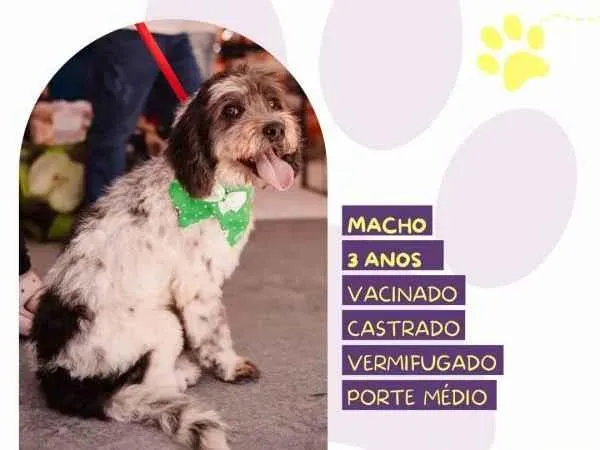 Cachorro ra a SRD-ViraLata idade 1 ano nome Douky