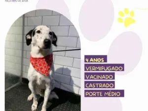 Cachorro raça SRD-ViraLata idade 1 ano nome Milk