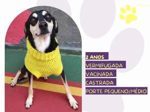 Cachorro ra a SRD-ViraLata idade 1 ano nome Luna