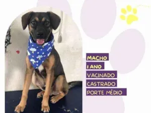 Cachorro raça SRD-ViraLata idade 1 ano nome Duque