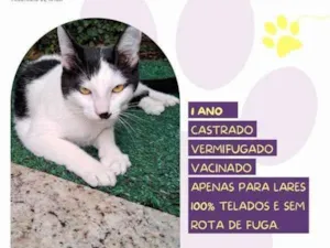 Gato raça SRD-ViraLata idade 2 a 6 meses nome Duu