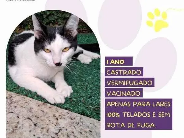 Gato ra a SRD-ViraLata idade 2 a 6 meses nome Duu