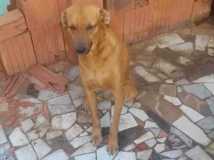 Cachorro raça SRD-ViraLata idade 2 anos nome Sombra