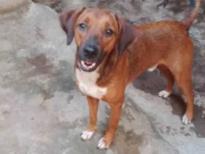 Cachorro raça SRD-ViraLata idade 2 anos nome Caramelo