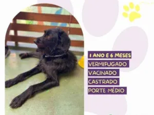 Cachorro raça SRD-ViraLata idade 1 ano nome Nick