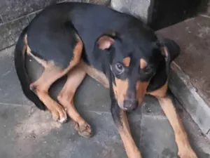 Cachorro raça SRD-ViraLata idade 2 anos nome Bia