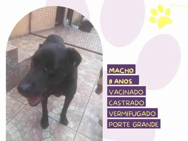 Cachorro ra a SRD-ViraLata idade 1 ano nome Lukao