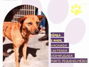 Cachorro raça SRD-ViraLata idade 1 ano nome Luana