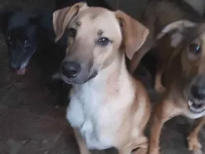 Cachorro raça SRD-ViraLata idade 2 anos nome Pitoco