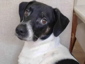 Cachorro raça SRD-ViraLata idade 2 a 6 meses nome Denzel