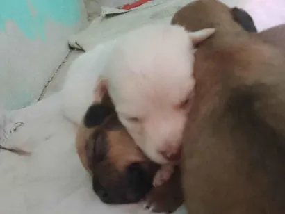 Cachorro raça SRD-ViraLata idade Abaixo de 2 meses nome Não tem nomes, minhas cadelinhas acabaram de pari 