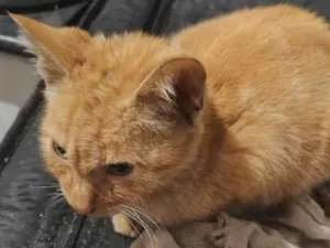 Gato raça SRD-ViraLata idade Abaixo de 2 meses nome Sem nome 