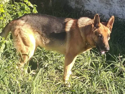 Cachorro raça Pastor Alemão idade 6 ou mais anos nome Rock