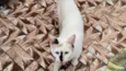 Diva bb6meses linda