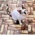 Diva bb6meses linda