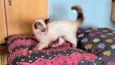Bella bb4meses pelo longo linda