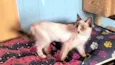 Bella bb4meses pelo longo linda