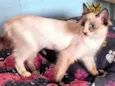 Bella bb4meses pelo longo linda
