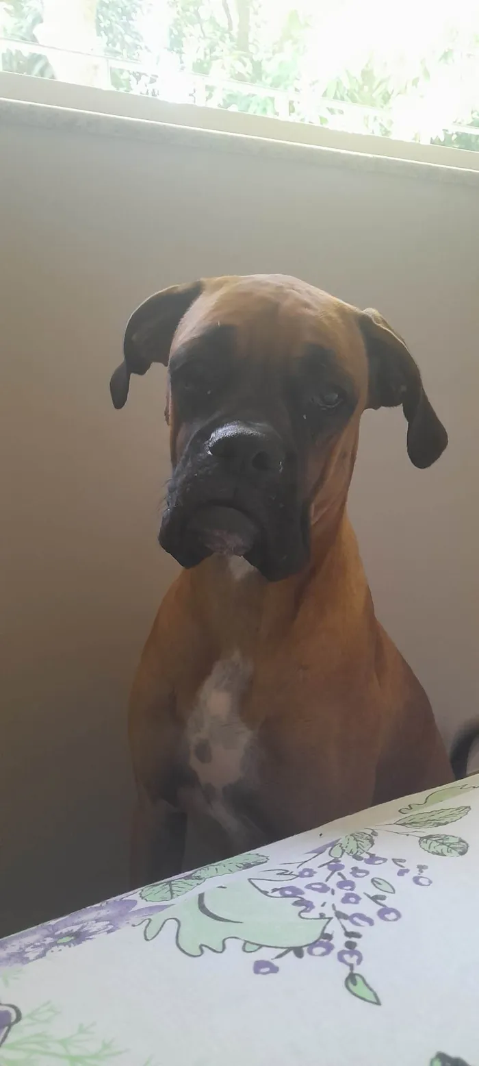 Cachorro ra a Boxer idade 1 ano nome Teco