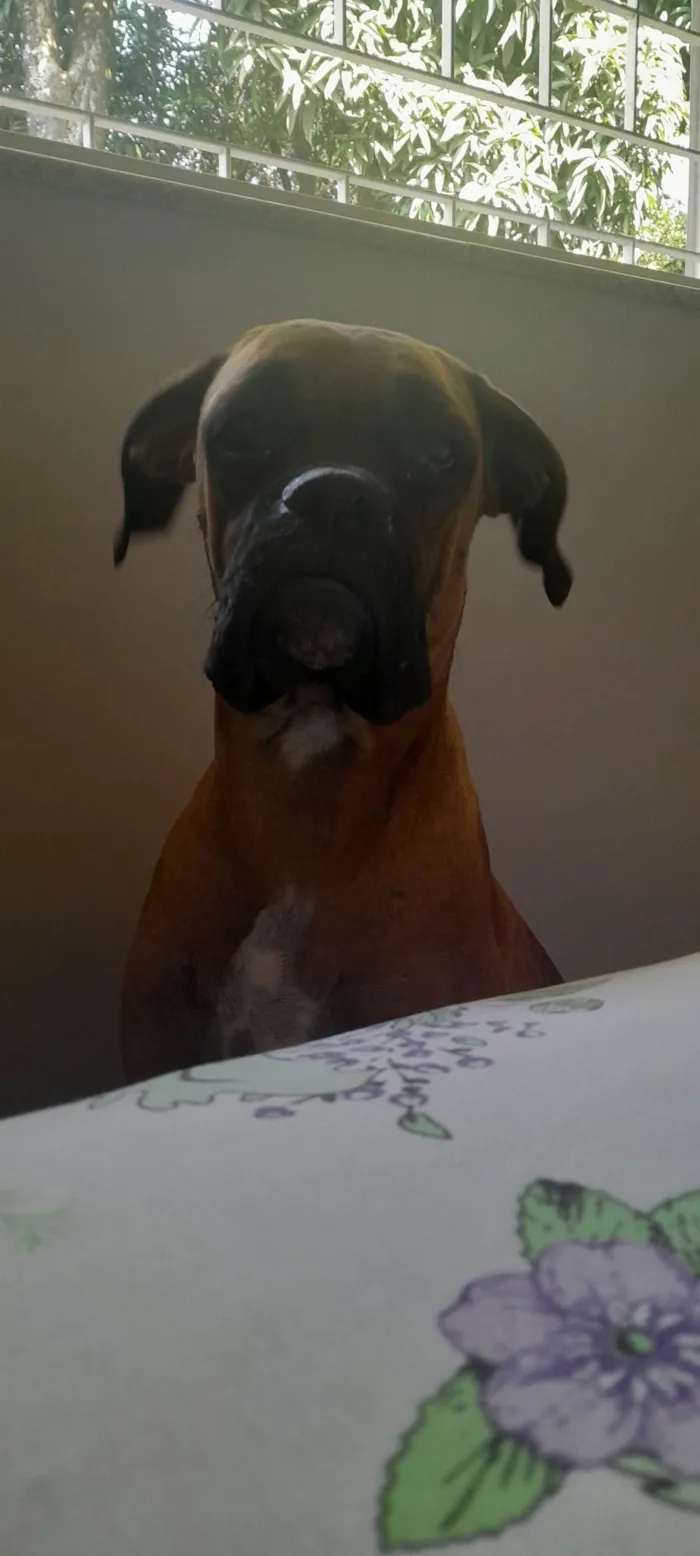 Cachorro ra a Boxer idade 1 ano nome Teco