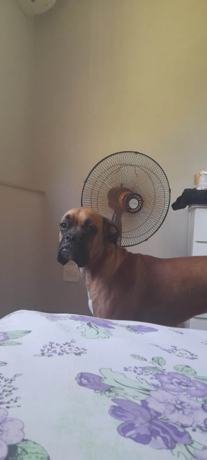 Cachorro ra a Boxer idade 1 ano nome Teco