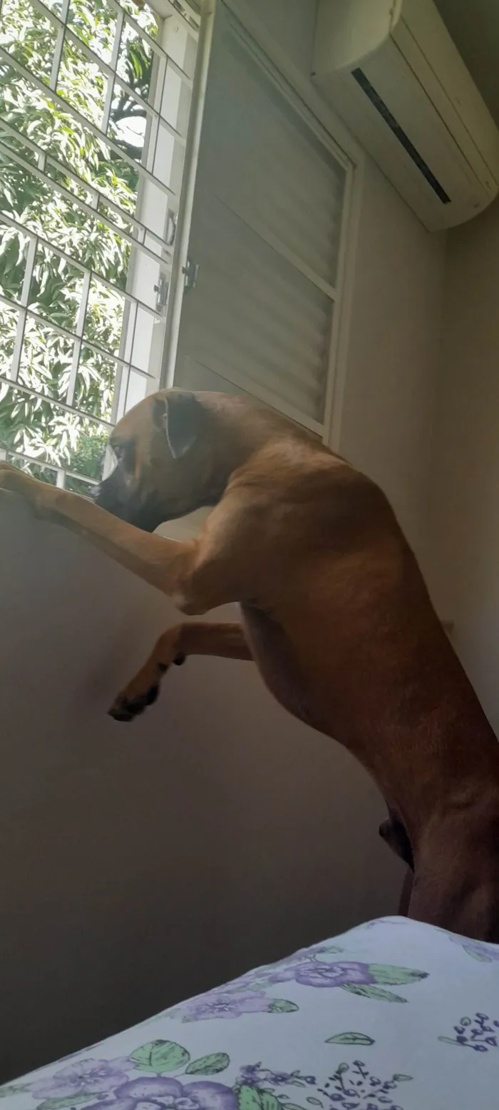 Cachorro ra a Boxer idade 1 ano nome Teco