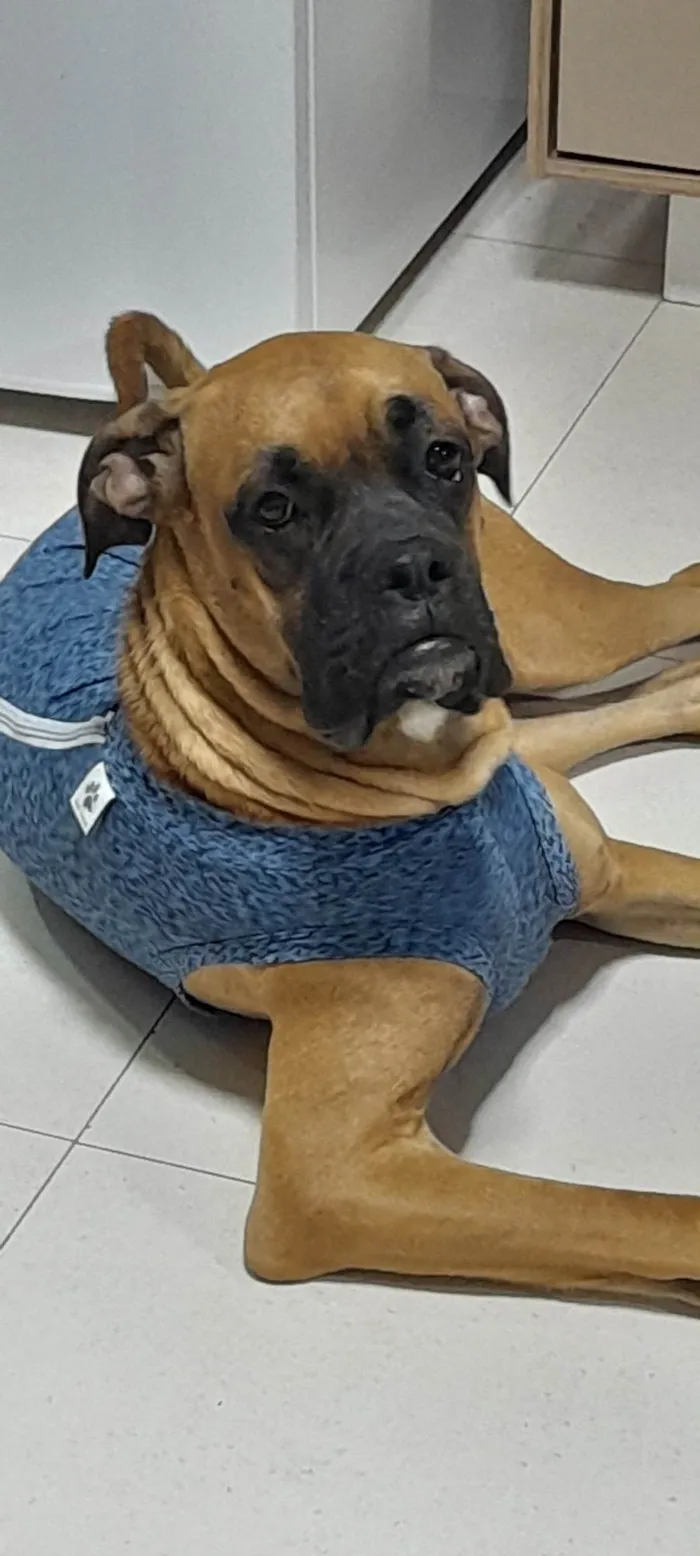 Cachorro ra a Boxer idade 1 ano nome Teco