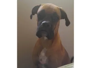 Cachorro raça Boxer idade 1 ano nome Teco