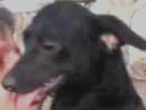 Cachorro raça SRD-ViraLata idade 2 anos nome Mocinha