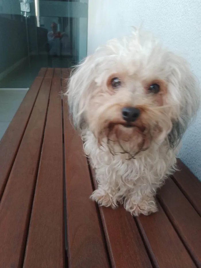 Cachorro ra a Poodle idade 2 anos nome Não sabia o nome dela