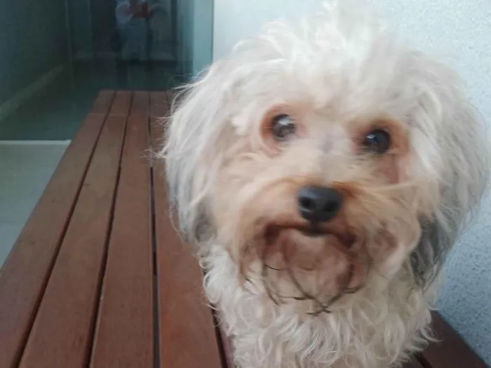 Cachorro ra a Poodle idade 2 anos nome Não sabia o nome dela