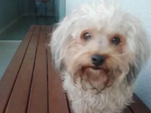 Cachorro raça Poodle idade 2 anos nome Não sabia o nome dela