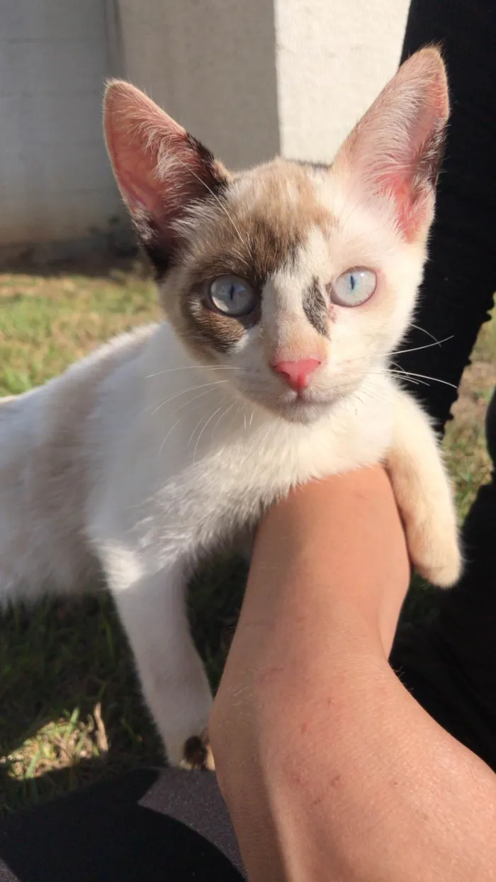 Gato ra a SRD-ViraLata idade 2 a 6 meses nome Gatinhos para doação 