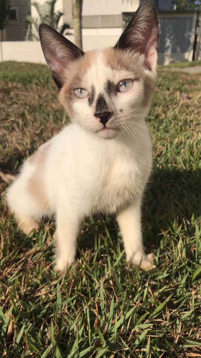 Gato ra a SRD-ViraLata idade 2 a 6 meses nome Gatinhos para doação 