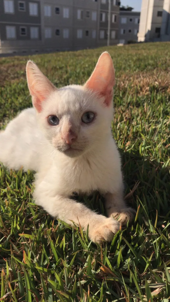 Gato ra a SRD-ViraLata idade 2 a 6 meses nome Gatinhos para doação 