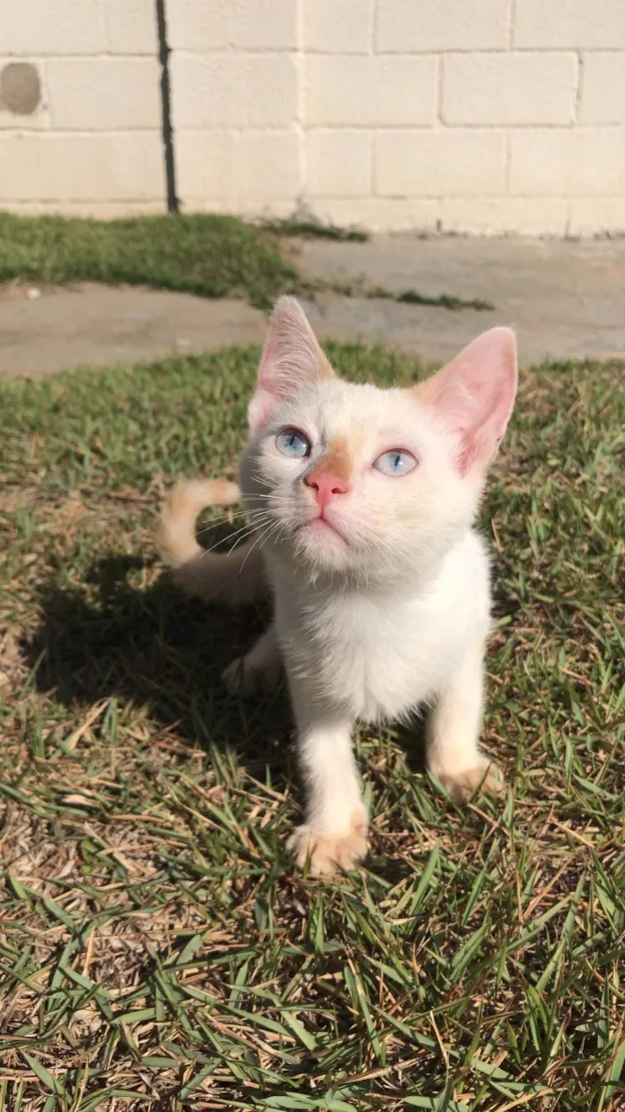 Gato ra a SRD-ViraLata idade 2 a 6 meses nome Gatinhos para doação 