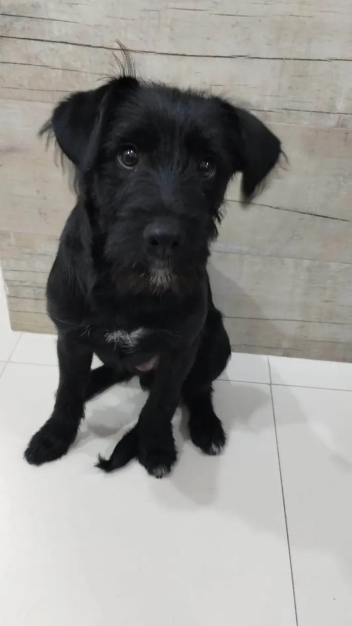 Cachorro ra a SRD-ViraLata idade 7 a 11 meses nome Theo