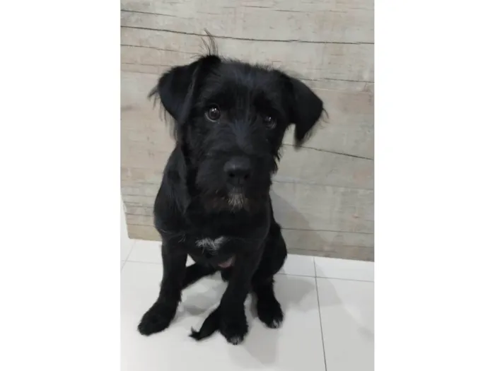 Cachorro ra a SRD-ViraLata idade 7 a 11 meses nome Theo