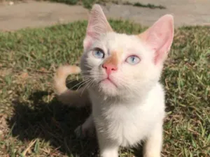 Gato raça SRD-ViraLata idade 2 a 6 meses nome Gatinhos para doação 