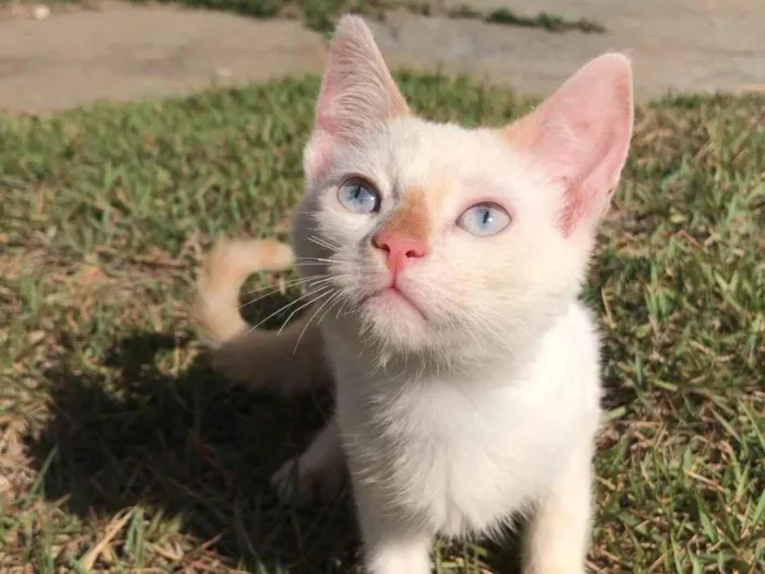 Gato ra a SRD-ViraLata idade 2 a 6 meses nome Gatinhos para doação 